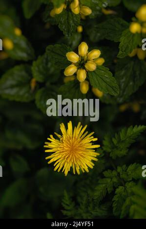 Gemeiner Löwinenzahn Taraxacum officinale mit Lamiumblüten im Hintergrund, in Blüte in einem Nord-Norfolk-Garten. Stockfoto