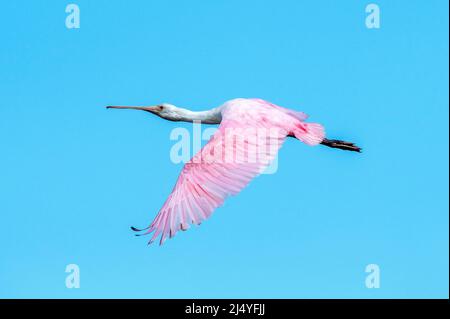 Ein Rosenlibber im Flug Stockfoto