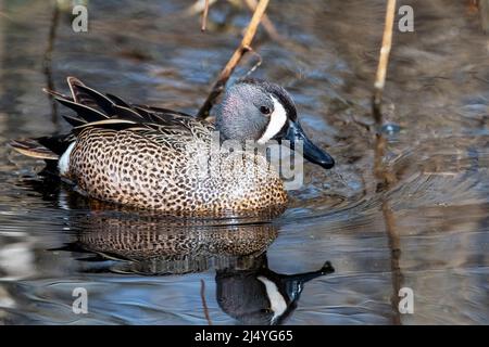 Drake Blauflügelbärbchen auf Süßwasserteich Mitte April Frühlingszug Stockfoto