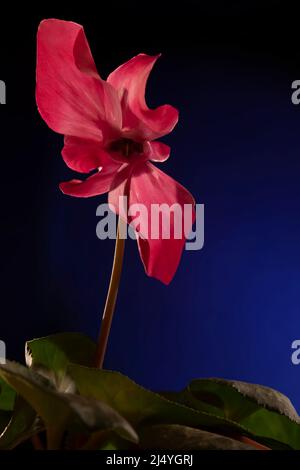 Schöne Cyclamen Blume auf einem schwarz-blauen Hintergrund. Zarte rosa Blume auf einem langen dünnen Stiel. Zarte rosa Blütenblätter groß. Stockfoto