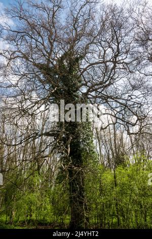 Blick auf die verdrehten und knarrigen Äste einer lockigen Eiche (Quercus robur) Stockfoto