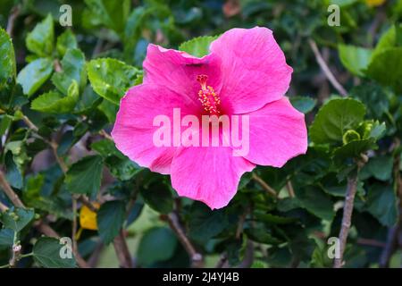 Rosa Hibiskusblüte im grünen Busch Stockfoto