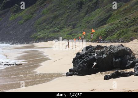 Junger Mann bereitet sich auf Bodyboard in rauer See Ohau Hawaii USA.Observing the Ocean Stockfoto