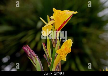 Gelber Gladiolus mit roten Flecken (Gladiolus), eine Gattung von mehrjährigen kormousblühenden Pflanzen aus der Familie der Irisgewächse (Iridaceae). Stockfoto