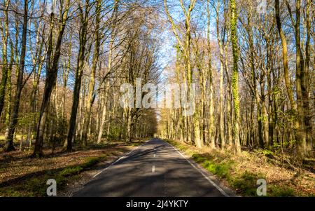 Eine gerade Landstraße führt im Frühjahr durch einen Buchenwald in West Sussex, Großbritannien Stockfoto