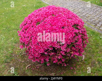 Azaleen-Globus bilden eine beschnittete Pflanze, die im Garten mit leuchtend rosa Blüten bedeckt ist. Rhododendron tsutsusi. Stockfoto