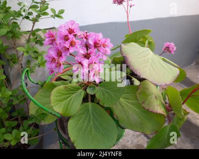 Bergenia crassifolia oder Elefantenohrsaxifrage oder badan blühende Pflanze im Topf. Stockfoto