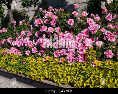 Azaleen Pflanzen bedeckt mit hellen Doppel-Rosa und Weiß im Garten. Rhododendron tsutsusi. Stockfoto