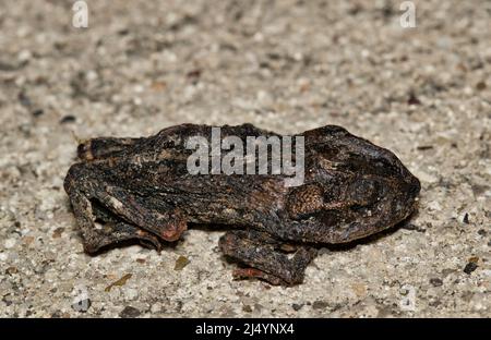 Tote und ausgesickerte Gulf Coast Kröte (Incilius nebulifer) auf dem Bürgersteig, isolierte Nahaufnahme mit Kopierraum. Stockfoto