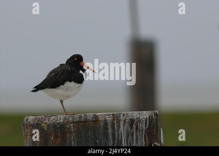 Nahaufnahme eines Austernfischer-Vogels auf einem Holzstapel Stockfoto