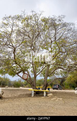 Giftiger Manchineelbaum mit Warnschild auf dem Parkplatz von Playa Jeremi auf der Karibikinsel Curacao Stockfoto