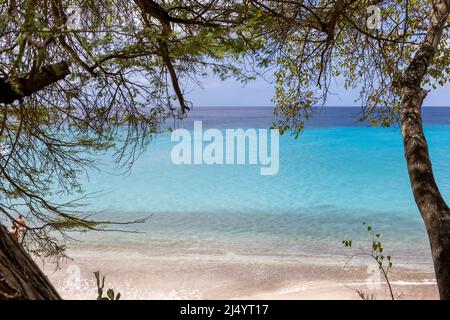 Baum und karibisches Meer in verschiedenen Blautönen am Playa Jeremi auf der Karibikinsel Curacao Stockfoto