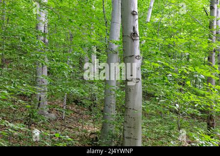 Bartlett Experimental Forest - Bärenklauenmarkierungen in einer Buche (fagus grandifolia) in Bartlett, New Hampshire während der Sommermonate. Stockfoto