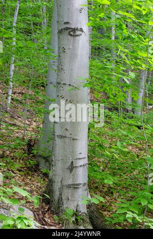 Bartlett Experimental Forest - Bärenklauenmarkierungen in einer Buche (fagus grandifolia) in Bartlett, New Hampshire während der Sommermonate. Stockfoto