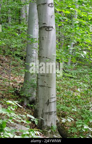 Bartlett Experimental Forest - Bärenklauenmarkierungen in einer Buche (fagus grandifolia) in Bartlett, New Hampshire während der Sommermonate. Stockfoto