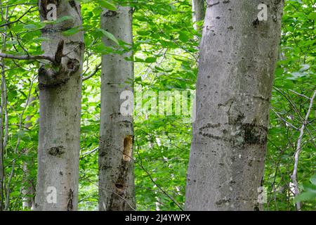 Bartlett Experimental Forest - Buchenbaum (fagus grandifolia) in Bartlett, New Hampshire während der Sommermonate. Stockfoto