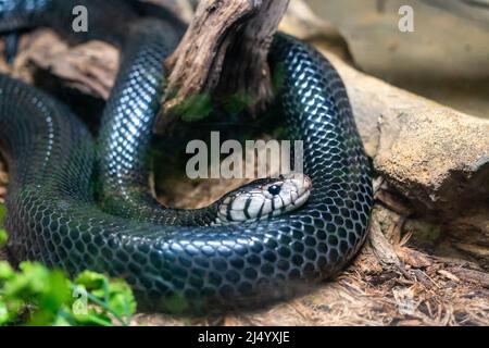 Forest Cobra (Naja melanoleuca) im ABQ BioPark in New Mexico Stockfoto