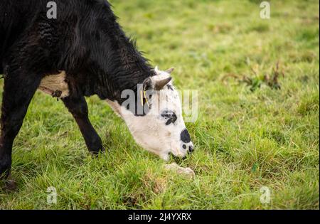 Junge Kühe auf der Weide, Freilandhaltung, Zucht Stockfoto