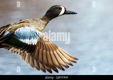 Blauflügeliger Drachenflug Stockfoto