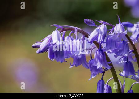 Nahaufnahme (Makro-)Ansicht von englischen Bluebells (Hyacinthoides non-scripta), die im frühen Frühjahr in Surrey, Südostengland, blühen Stockfoto