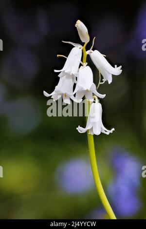 Englische Whitebell, eine Form von Bluebell (Hyacinthoides non-scripta), die im frühen Frühjahr in Surrey, Südostengland, blüht Stockfoto