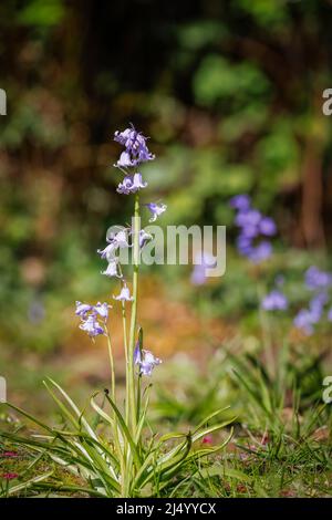 Englische Bluebells (Hyacinthoides non-scripta) blühen im frühen Frühjahr in Surrey, Südostengland Stockfoto