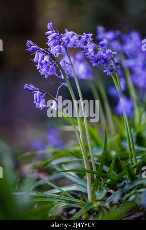 Englische Bluebells (Hyacinthoides non-scripta) blühen im frühen Frühjahr in Surrey, Südostengland Stockfoto