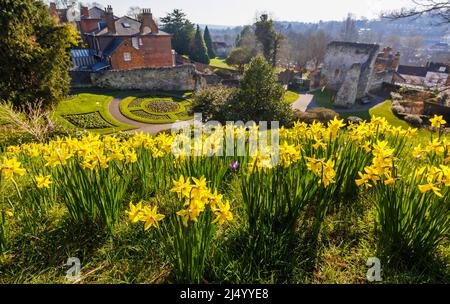 Früh blühende Narzisse 'February Gold' blüht im frühen Frühjahr auf dem Gelände von Guildford Castle, Guildford, Surrey, Südostengland Stockfoto