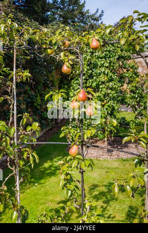 Espalier mit reifen Birnen wächst in einem ummauerten Garten in den West Dean Gardens in West Sussex, in der Nähe von Chichester an einem sonnigen Tag Stockfoto