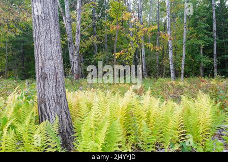 Quaking Aspen - (Populus tremuloides) - stehen während der Herbstmonate umgeben von Farnen in Livermore, New Hampshire. Stockfoto