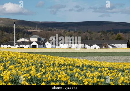 Feld der Narzissen vor der Fettercairn Distillery, Aberdeenshire, Schottland. Stockfoto