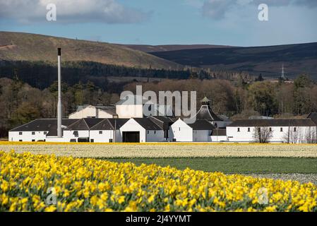 Feld der Narzissen vor der Fettercairn Distillery, Aberdeenshire, Schottland. Stockfoto