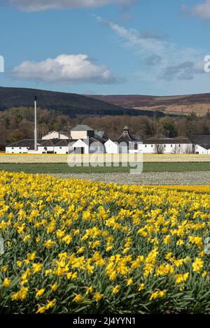 Feld der Narzissen vor der Fettercairn Distillery, Aberdeenshire, Schottland. Stockfoto