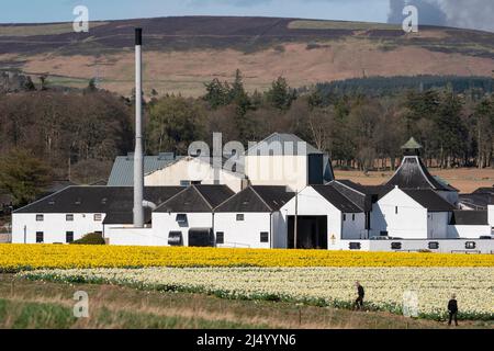 Feld der Narzissen vor der Fettercairn Distillery, Aberdeenshire, Schottland. Stockfoto