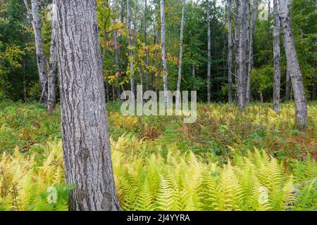 Quaking Aspen - (Populus tremuloides) - stehen während der Herbstmonate umgeben von Farnen in Livermore, New Hampshire. Stockfoto