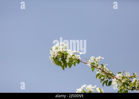 Birnenbaum blüht im Frühling in der Türkei Stockfoto