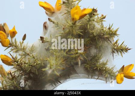 Gorse-Spinnmilbe (Tetranychus lintearius) Stockfoto