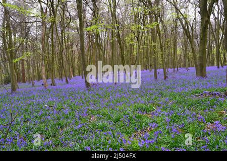 Meenfield Woods in Shoreham Woods, Darent Valley, Kent. Spektakuläre Bluebells in den Buchenwäldern von North Downs im April in der Nähe von Bromley/Orpington. Stockfoto