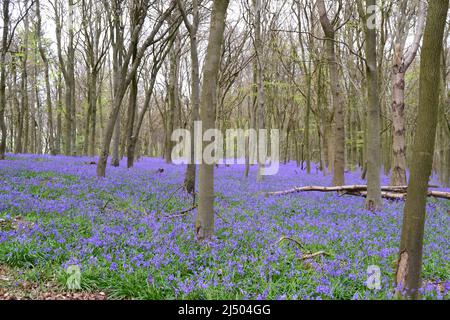 Meenfield Woods in Shoreham Woods, Darent Valley, Kent. Spektakuläre Bluebells in den Buchenwäldern von North Downs im April in der Nähe von Bromley/Orpington. Stockfoto