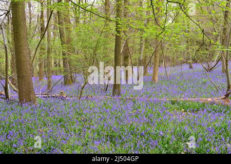 Meenfield Woods in Shoreham Woods, Darent Valley, Kent. Spektakuläre Bluebells in den Buchenwäldern von North Downs im April in der Nähe von Bromley/Orpington. Stockfoto