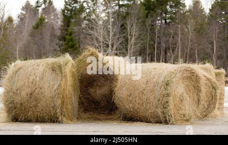Heuballen in einem Scheunen. Der Himmel ist bedeckt. Der Boden ist nass und schlammig. Holzzaun ist im Hintergrund. Stockfoto