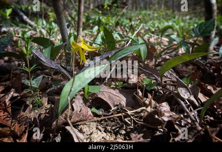 VEREINIGTE STAATEN - 17. April 2022: Eine einheimische Pflanze namens Forelle Lilly wächst im Elizabeth Furnace Recreation Area. Das Erholungsgebiet bietet vor Stockfoto