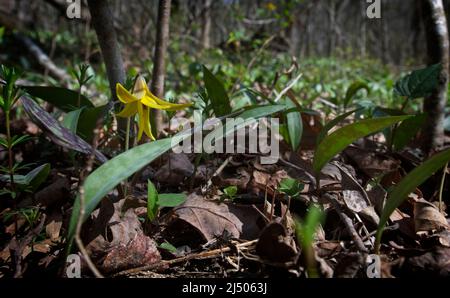 VEREINIGTE STAATEN - 17. April 2022: Eine einheimische Pflanze namens Forelle Lilly wächst im Elizabeth Furnace Recreation Area. Das Erholungsgebiet bietet vor Stockfoto