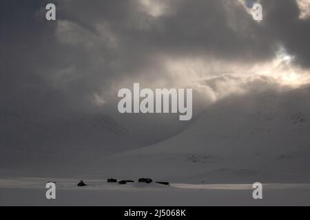 Annäherung an die Salka-Hütte am Himmel bei Sonnenuntergang während der Wintersaison, Schwedisch Lappland, April Stockfoto