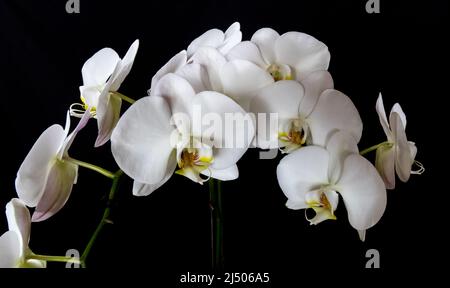 Weiße Orchideen auf einem schwarzen Hintergrund. Stockfoto