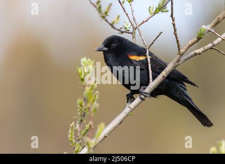 Eine männliche Rotflügelamsel ' Agelaius phoeniceus ' fordert einen Partner in einem kanadischen Feuchtgebiet. Stockfoto