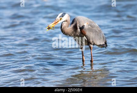 Ein großer blauer Reiher ' Ardea herodias 'einen Fisch essen. Stockfoto