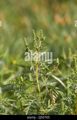 Ragweed closeup, gemeinsame Allergie Anlage Stockfoto