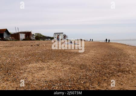 Die Bewohner von Mersea Island genossen den Strand in East Mersea am Ostermontag nach zwei Jahren der COVID-19-Beschränkungen, während West Mersea von Touristen überrannt wurde, Besucher und Bewohner die berühmte Oyster Bar besuchten, um einige der besten Meeresfrüchte zu probieren, die in Großbritannien erhältlich sind ... Stockfoto