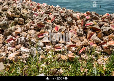 Ein Haufen Muschelschalen am Wasser im bahmischen Fischrestaurant am Ufer von Bimini auf den Bahamas. Stockfoto